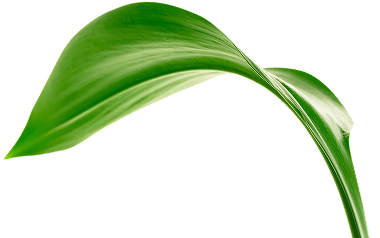 Life Aura Sustainability Leaf
